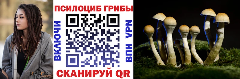 Псилоцибиновые грибы Cubensis  Медногорск 